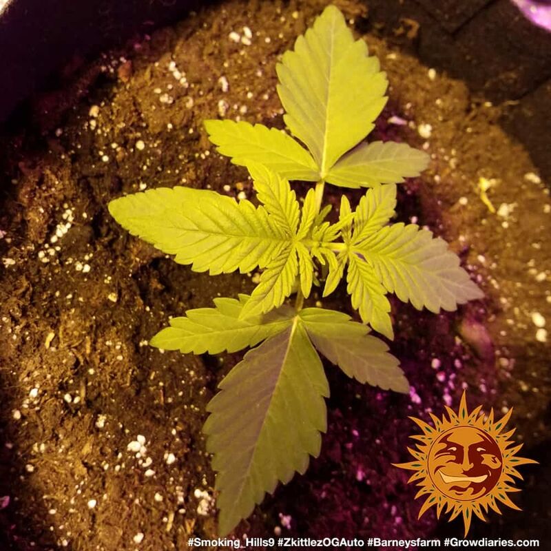 Zkittlez OG Аuto, Фасовка: 5, изображение 11